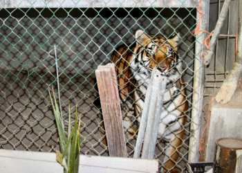 Decomisan un…Tigre, Armas y Droga