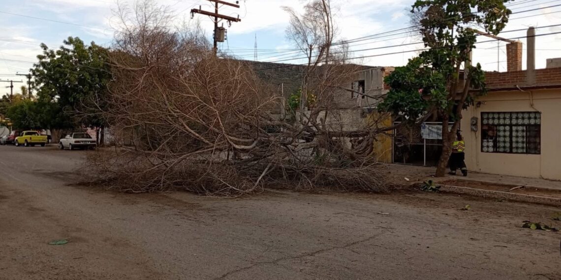 Lluvias trágicas : Muere Al caerle un árbol