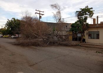 Lluvias trágicas : Muere Al caerle un árbol