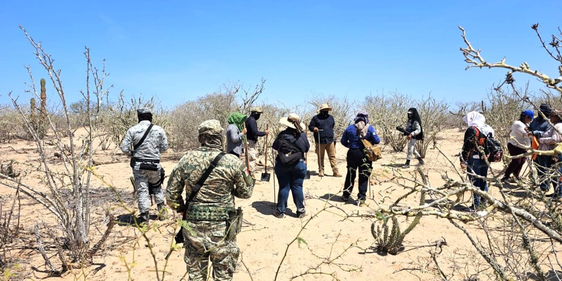 Llevan a cabo jornadas de búsqueda generalizada en La Paz y Comondú; Localizan 7 Fosas Clandestinas