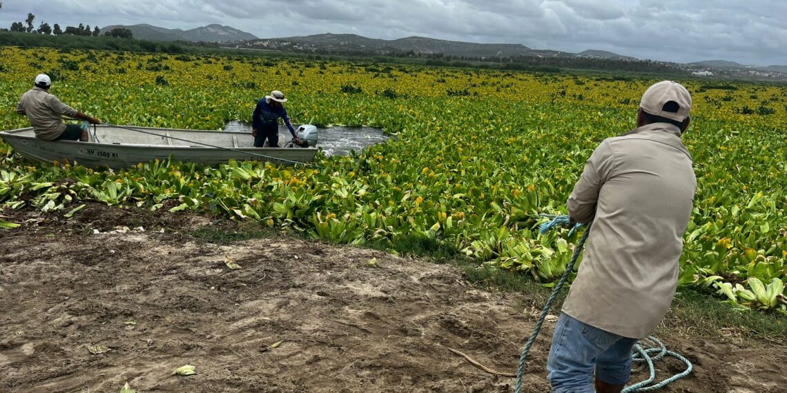 Lluvias de Lorena liberan al Estero: la bocana se abre y se refuerza la limpieza