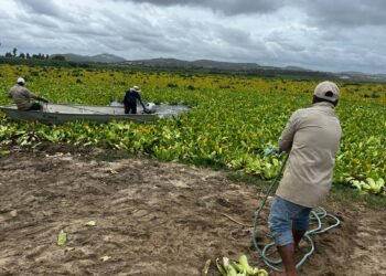 Lluvias de Lorena liberan al Estero: la bocana se abre y se refuerza la limpieza