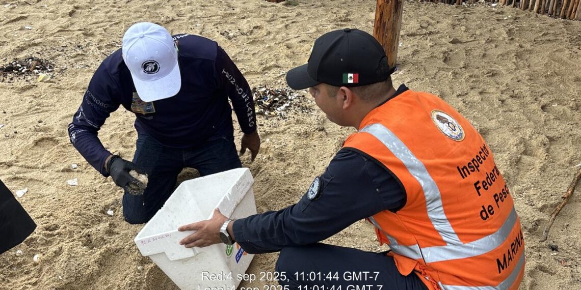 Marina en una acción conjunta recolecta 78 huevos de tortuga marina Cabo San Lucas