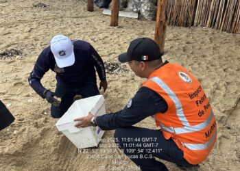 Marina en una acción conjunta recolecta 78 huevos de tortuga marina Cabo San Lucas