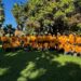 Fortalecen capacidades de manejo de incendios forestales en el Oasis de San José del Cabo con curso organizado por Puerto Los Cabos