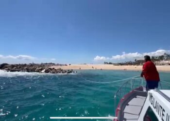 El llanto, de una ballena, al ver que falleció su cría