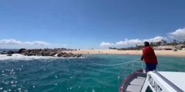 El llanto, de una ballena, al ver que falleció su cría