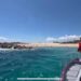 El llanto, de una ballena, al ver que falleció su cría