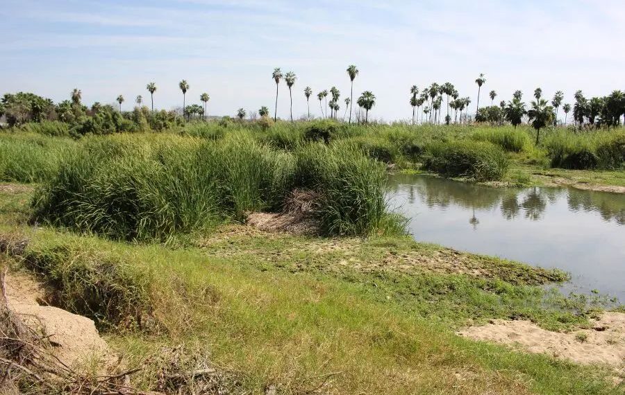 Curso fortalece estrategia integral contra incendios forestales en San José del Cabo
