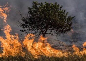 Autoridades llaman a la prevención ante el inicio de la temporada de incendios forestales en Baja California Sur