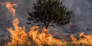 Autoridades llaman a la prevención ante el inicio de la temporada de incendios forestales en Baja California Sur