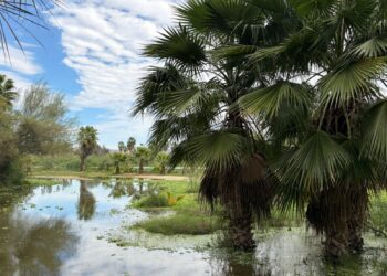 Los Cabos avanza en la regeneración del Estero Josefino con retiro definitivo de planta de tratamiento y creación de parque ecológico
