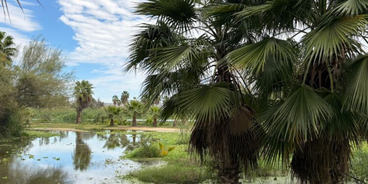 Los Cabos avanza en la regeneración del Estero Josefino con retiro definitivo de planta de tratamiento y creación de parque ecológico